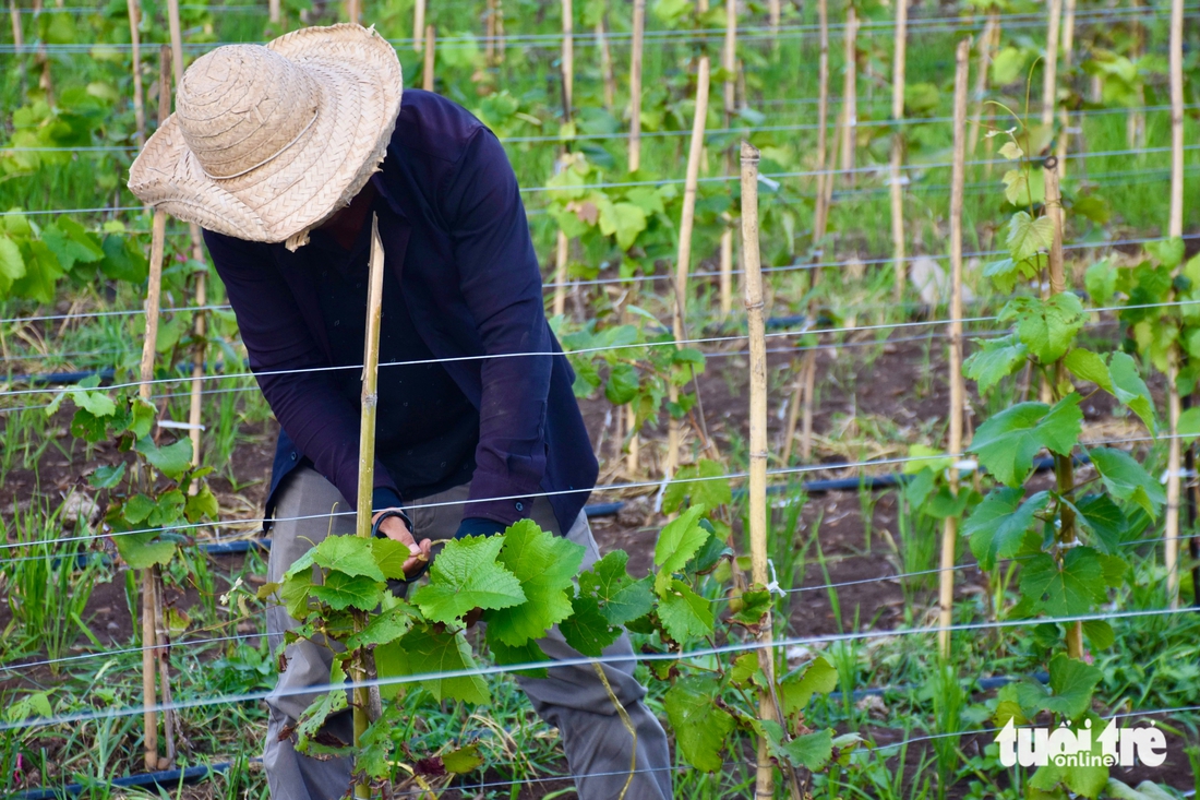 Phú Yên - Ảnh 7.